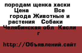 породам щенка хаски › Цена ­ 10 000 - Все города Животные и растения » Собаки   . Челябинская обл.,Касли г.